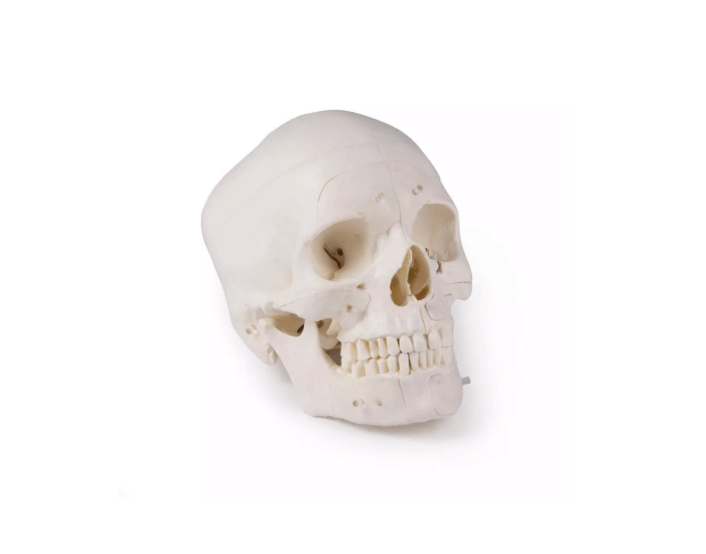 Luxus Demonstrations - Schädel, 14 - teilig – Premium - Lehrmodell für erweiterte anatomische Studien - Erler - Zimmer